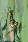 Gefleckte Smaragdlibelle (Somatochlora flavomaculata)